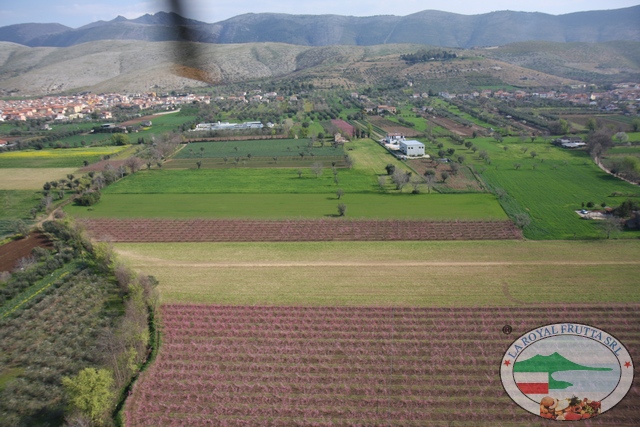 Circa 500 piante di susine nere Dofi Sandra